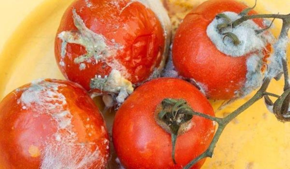 才知道,这种西红柿不能吃,看完以后别再买了,都看一看吧