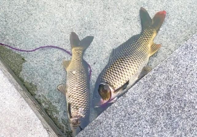 天津海河这样“钓鱼”也行？有人“可视锚鱼”加遥控船打窝，公开叫卖渔获物