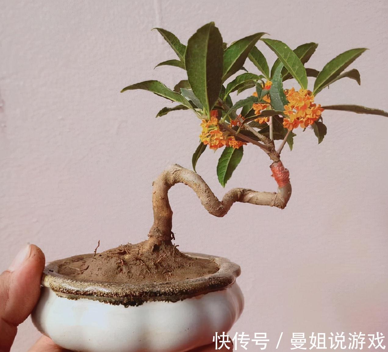 养花|这2种树最耐养,每天剪1刀,土里喂点料,蹭蹭长成小盆景