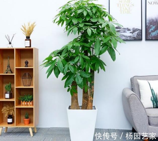 家里养了这些花,冷空气来袭要“保暖”,不然冻坏了剩个空盆