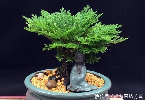 盆友们|这6款盆景,一款比一款有品位,“养不死”还净化空气