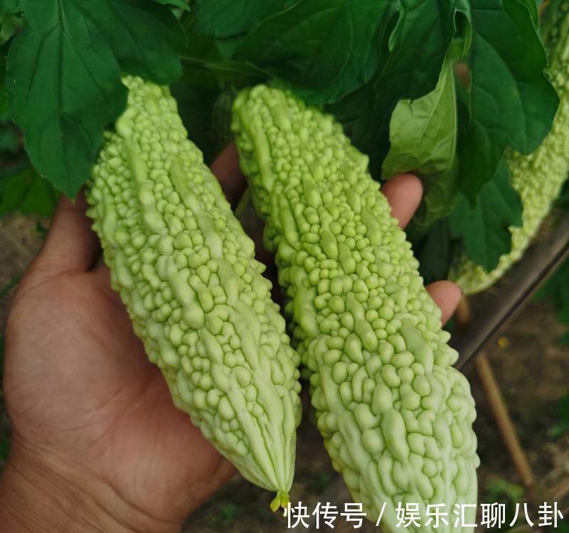 圣女果|夏季天气热，建议中老年人，每天多吃这5种果蔬，精神十足身体棒
