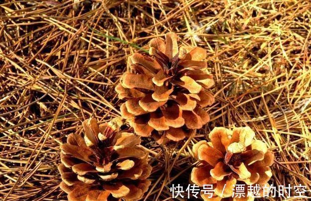 松针土|养花配土,路边捡“天然酸性土”,稍加处理,秒变“万能营养土”