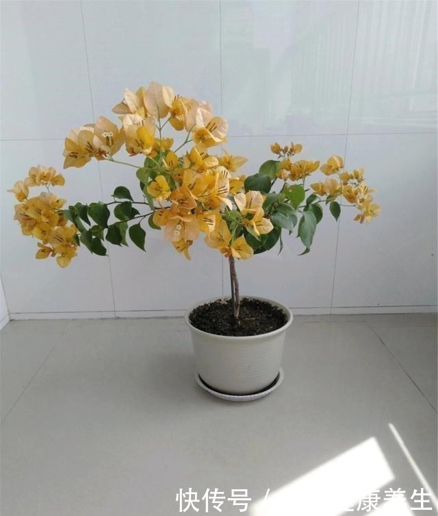 三角梅|三角梅喜欢这“宝贝”，盆里撒一点，开花300天，拦都拦不住！