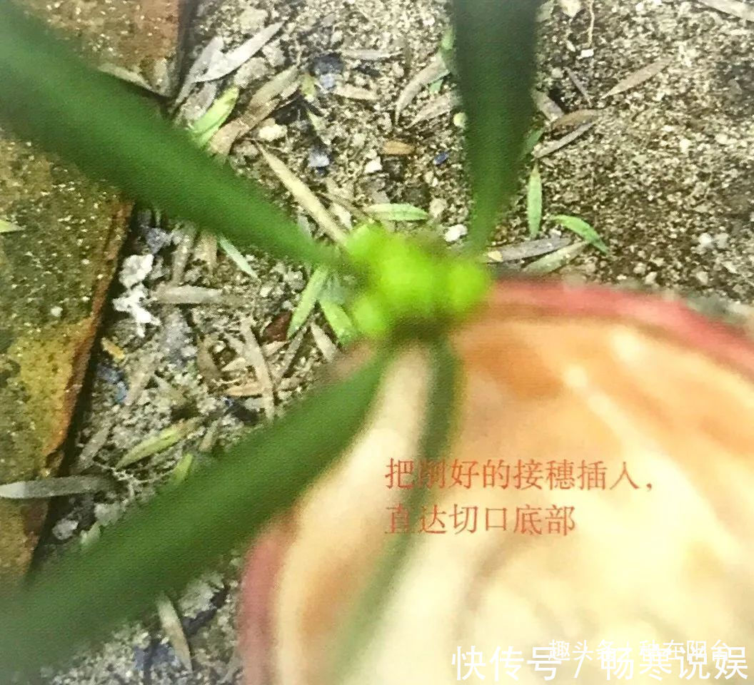 罗汉松芽接案例分享,台长教你玩出别出心裁的岭南盆景!