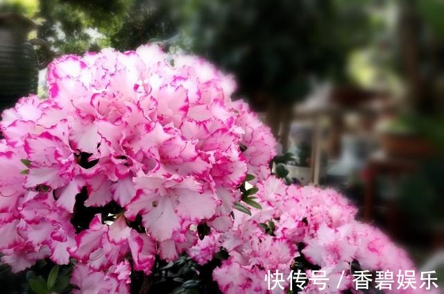 比利时|来自比利时的珍稀花卉,花色艳丽,开花就爆盆,养一盆四季有花赏