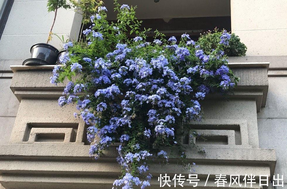 残花|夏天的蓝雪花,做好3件小事,开花多十倍,清新美丽