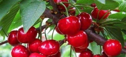 红毛丹|女人要学会养生,多吃3种食物,美容养颜,让皮肤更加细腻年轻