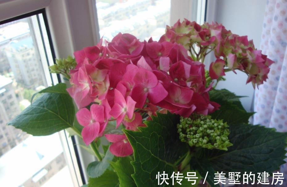 腐殖质|绿化带里的这种土是养花“极品土”,走过路过不能错过!