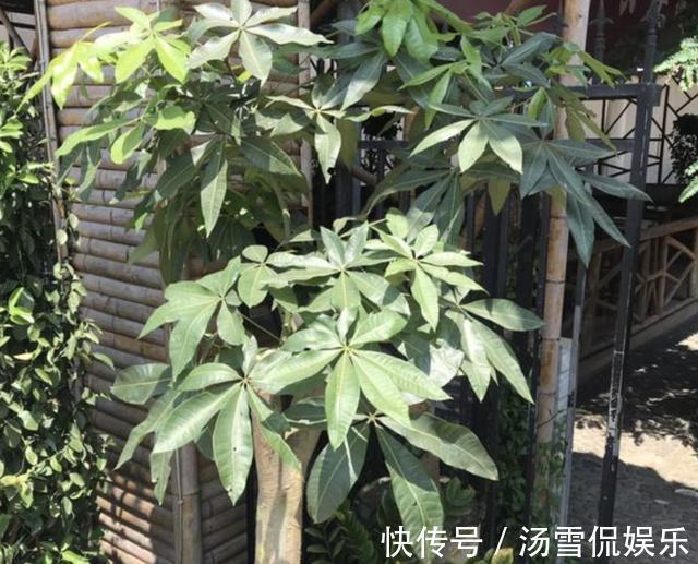 营养物质|发财树、金钱树喜欢“2种渣”，夏天埋入“1把”，根系开始变壮！