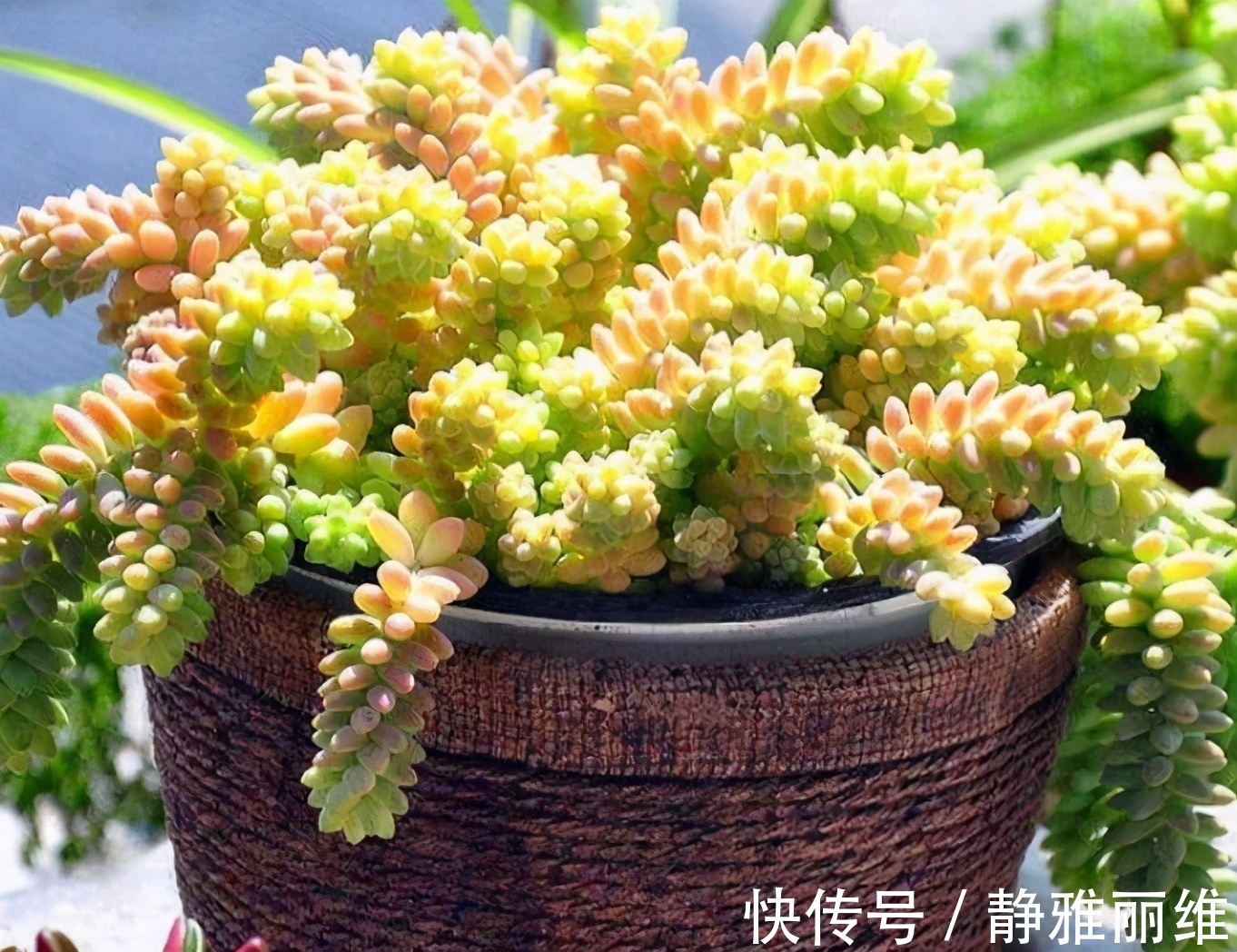 种花|4种花，可以悬挂起来养，轻松打造出别致阳台