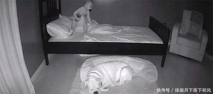 男孩|2岁男孩每早醒来都在狗窝里,父母心生困惑,查看监控后语塞了