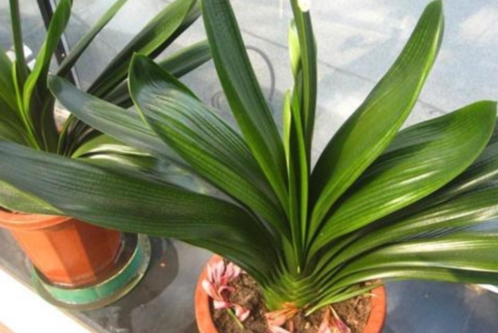 新叶|君子兰不长新叶片,养护上出现问题,很好解决
