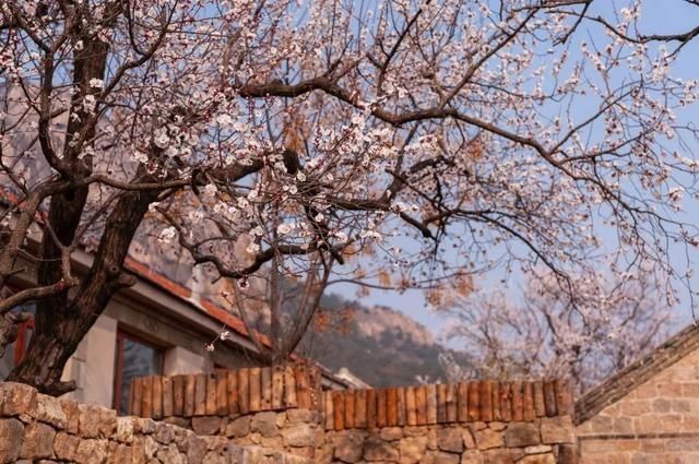 杏花|背靠五莲山！久负赏花盛名，今日一见确实惊叹