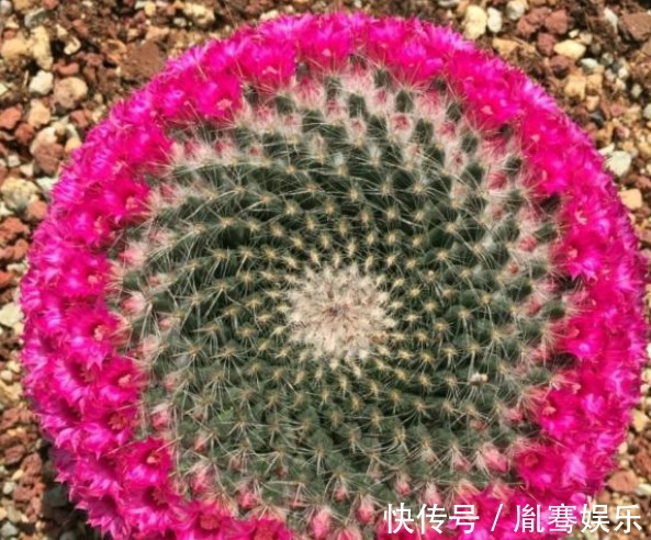 浇水|他养了1盆“仙人球”,开花100朵,漂亮极了,大家都说头回见