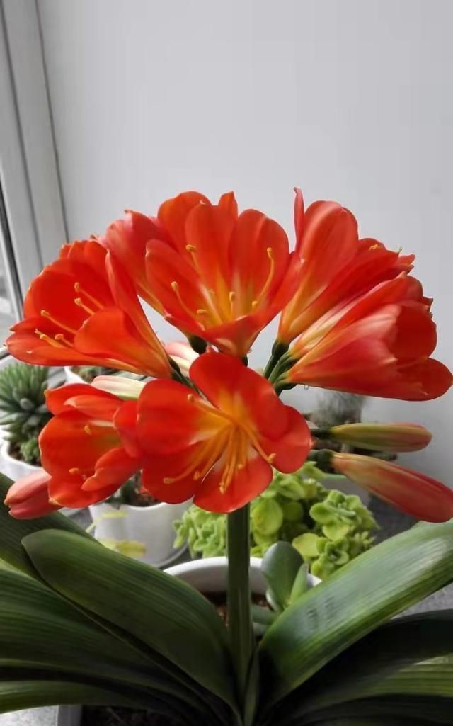 废油|君子兰长势差,盆里倒上“三废渣”,根系有劲,次月涌现“群花”