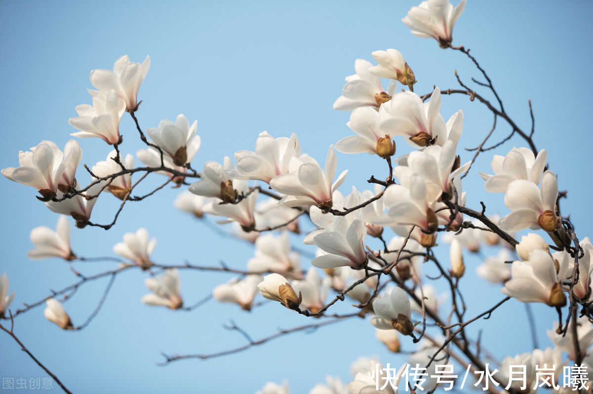 江南&一念春风薄，一念花易落，愿这一季春暖，花常开，月长圆，人长好