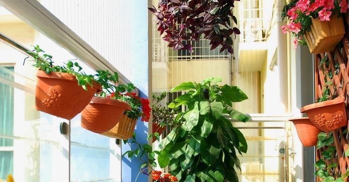 老花农透露6个养花技巧！学会后，花草养的旺，年年受用！