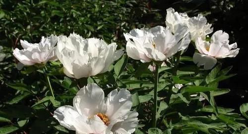 白芍|此物被誉为“养肝之圣药”,护肝补肝、敛阴养血,来认识一下