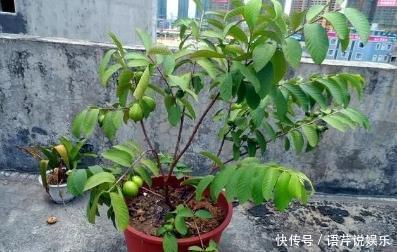 立秋后，几粒“种子”扔盆里，10天成盆栽，来年“果子”挤爆盆