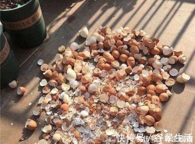 叶片|厨房3种垃圾,是难得的氮磷钾肥,养花浇一点,叶片油亮花不断!
