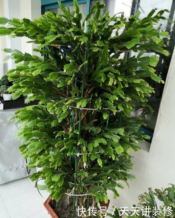 开始养蟹爪兰,教你4个方法,叶尖早早冒花苞,开花多