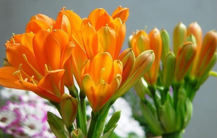 这些花,夏天浇水越多死得越快,说不定你家就有一盆