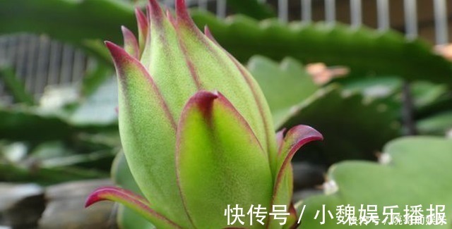 果籽|它经常被人误认成,却不知是珍贵植物,你要是遇到,请好好爱护它