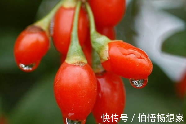 枸杞|农民想在家里种枸杞，具体该怎么做种完之后该怎样保存