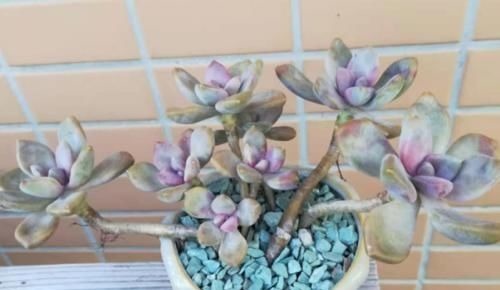 多肉冬美人特好养,掰一枝插小盆里胖乎乎很可爱,插大盆里则能轻松爆盆