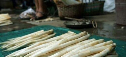 淤泥中一种野菜,长得像藕带,离水后很快就老!