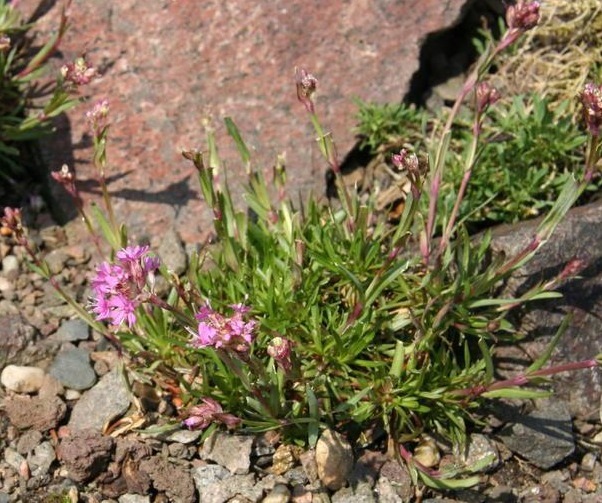 野外遇到这种植物不要放过，因为植物的根部能结出钻石