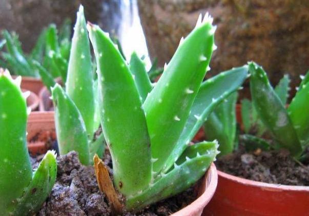 卫生间|卫生间''除异味''大招放置3种绿植除臭,居家环境更舒适