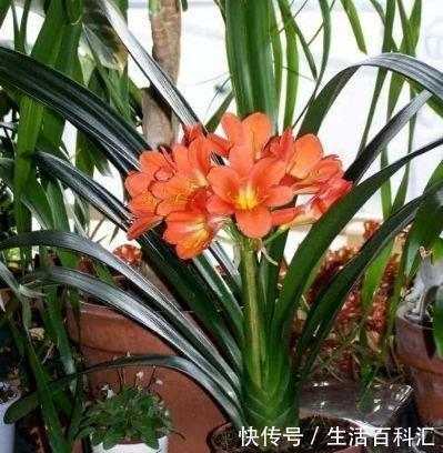 美的|4种花美的出奇,不仅花好看,名字也好听,漂亮极了