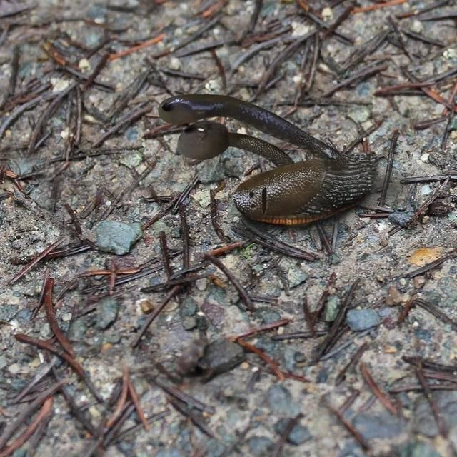 老爸Tom|设计师老爸将孩子的画P图再现,鼓励孩子继续发挥创造力