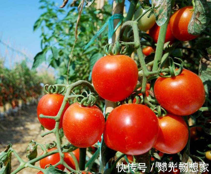 湿度|西红柿补肾利尿,营养又美味,掌握四点,种出更优质的西红柿来!