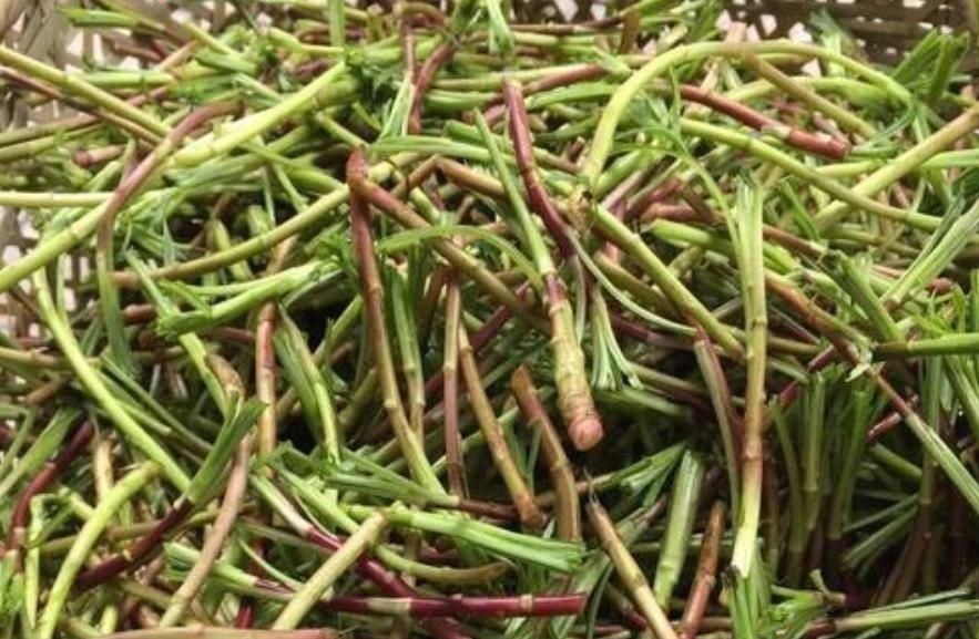 八卦洲|钙含量达牛奶7倍,过去拿去喂猪,如今成稀罕野菜,煎鸡蛋最美味