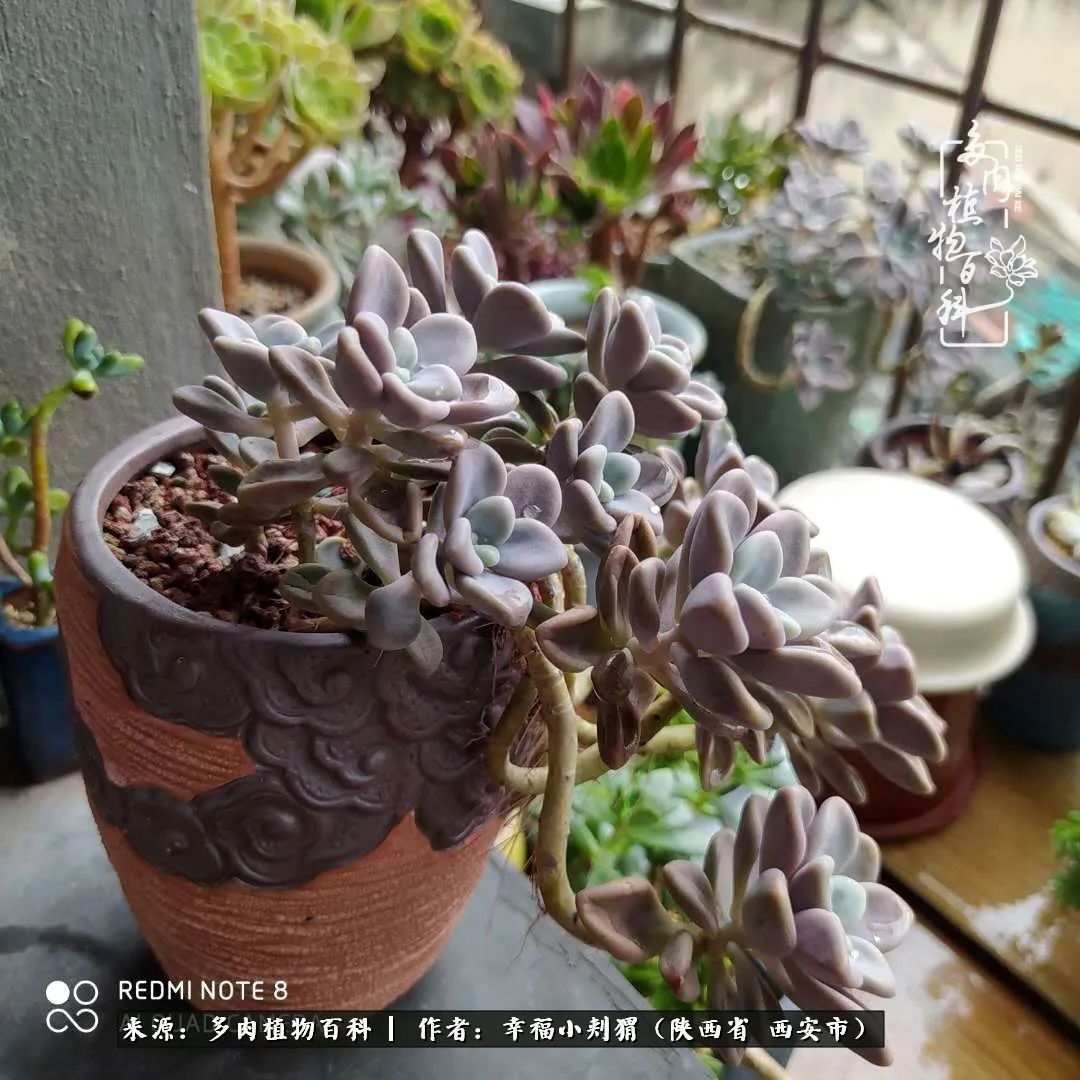 时光荏苒,种肉赏肉已成了生活中不可缺少的一部分!