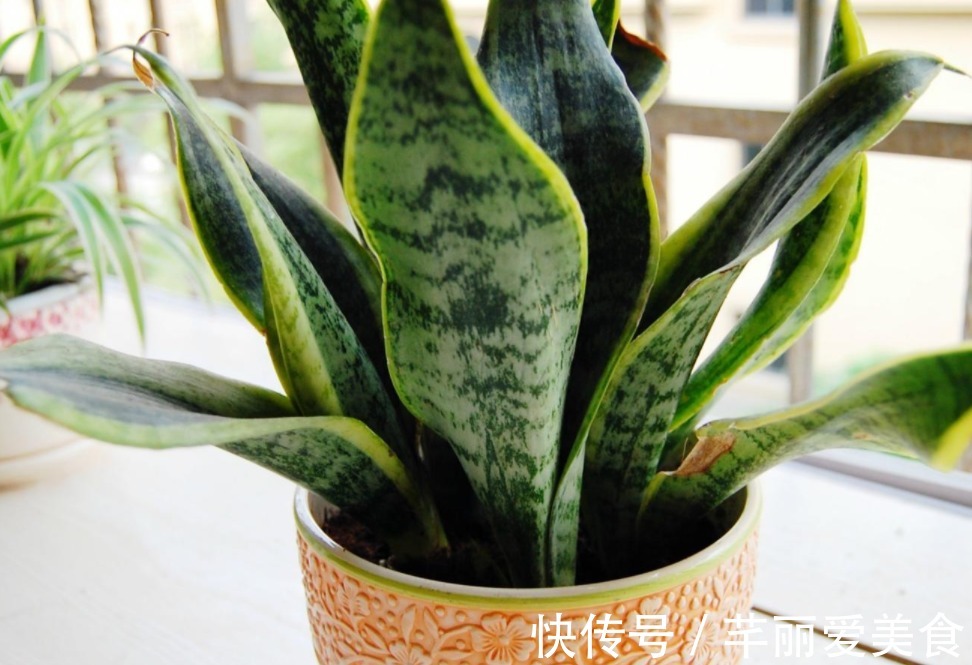 学2招,让不爱出芽的虎皮兰接二连三地往外冒新芽吧!