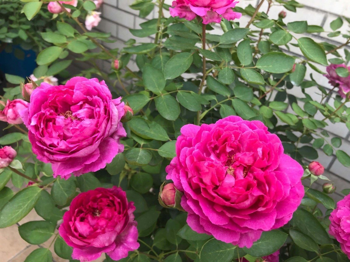 怎么安心用蛋壳养花没落实这些,盆栽植物会越来越糟