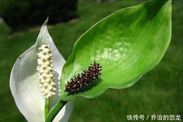 白掌开绿花,是一件事没做好,赶紧看看你犯了没