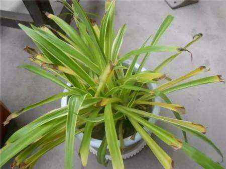 浇花|冬天浇花,建议不能用此“2种”水,浇完花卉就黄叶枯死