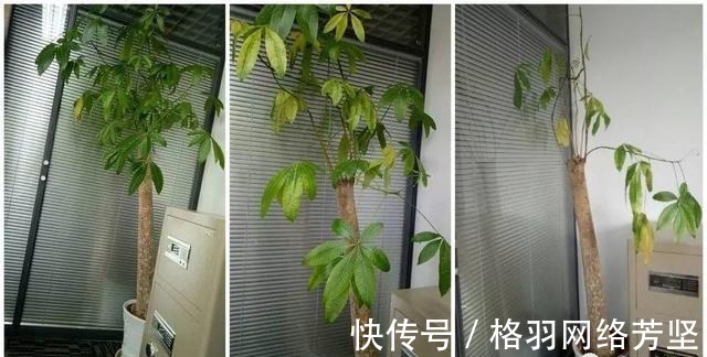 黄叶|绿萝又黄叶了, 这样一处理, 又是绿油油的一盆!