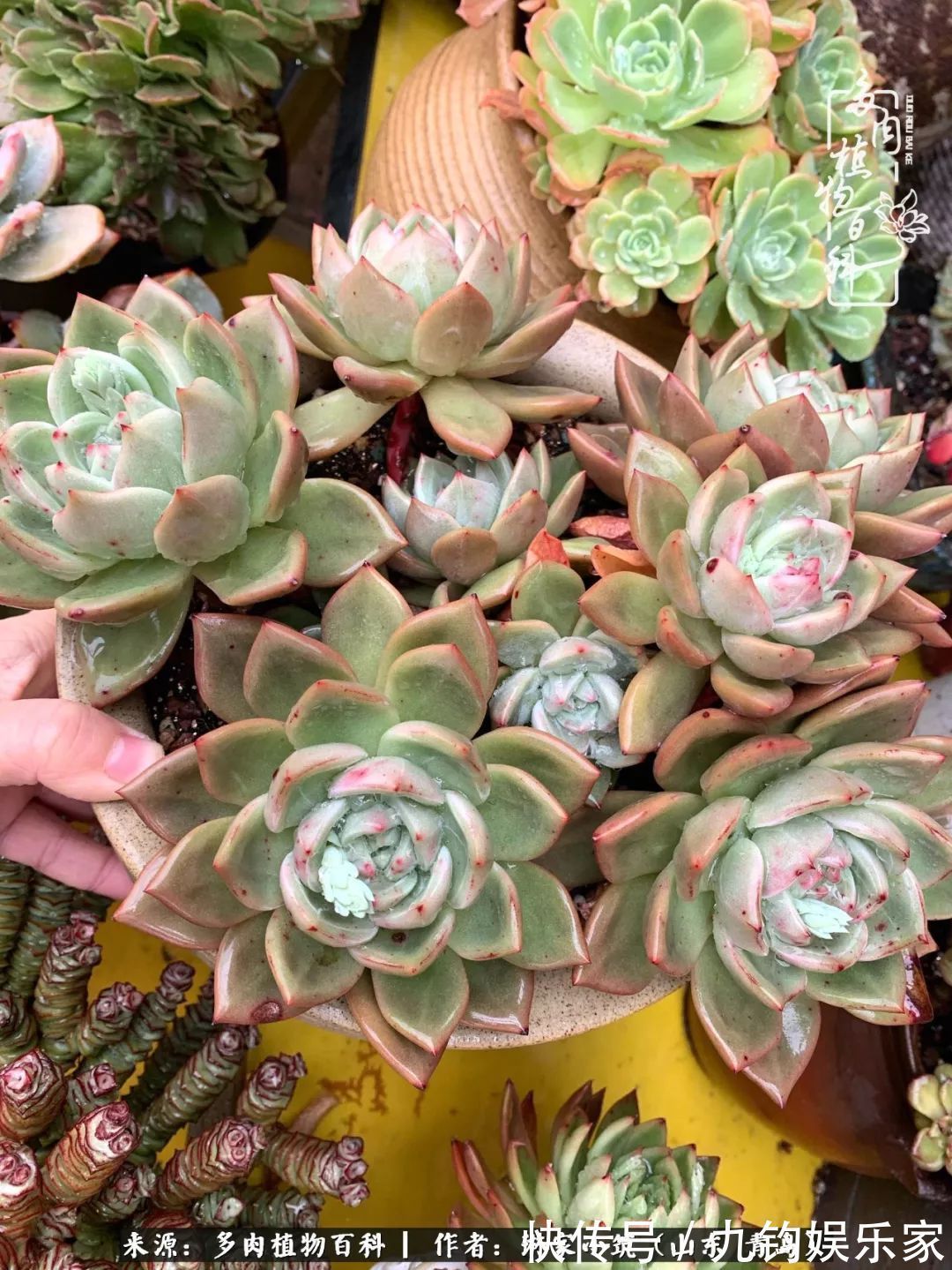 多肉住进暖棚,坦然越冬,放肆浇水,这个冬天有点甜!