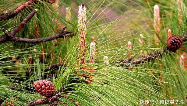 失眠|农村像“针”的野草,每天用来泡脚,祛风湿,治神经衰弱和失眠