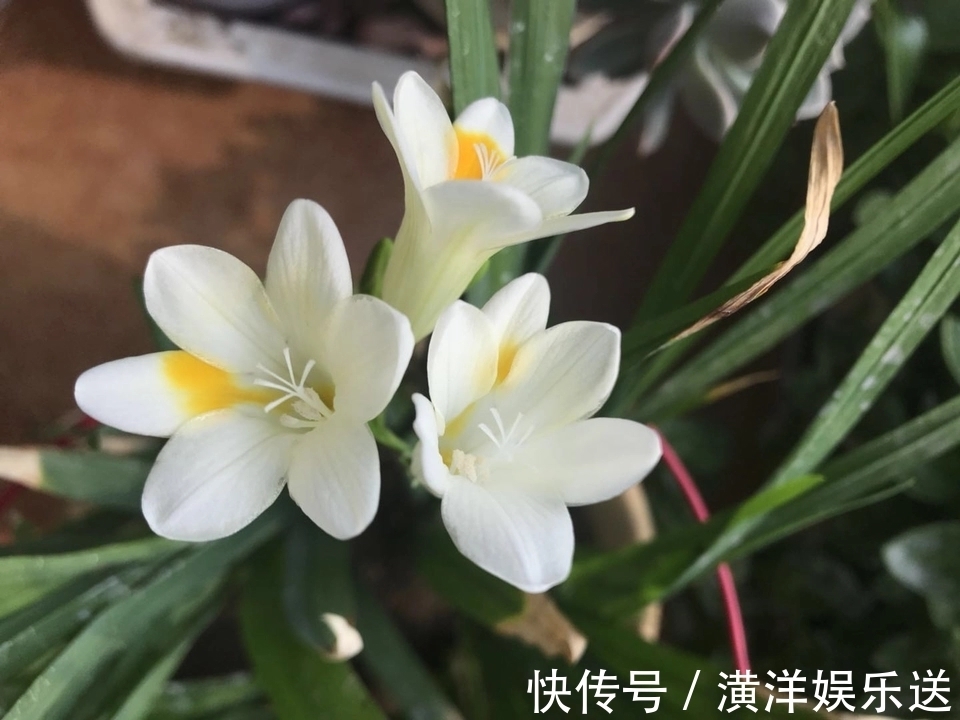 种球|秋季必备栽种花卉，秋天种上一盆小球茎，春节开花爆盆成串串