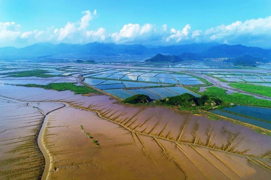 滩涂|三门这片“海上森林”，只有冬天才能看到，走起～