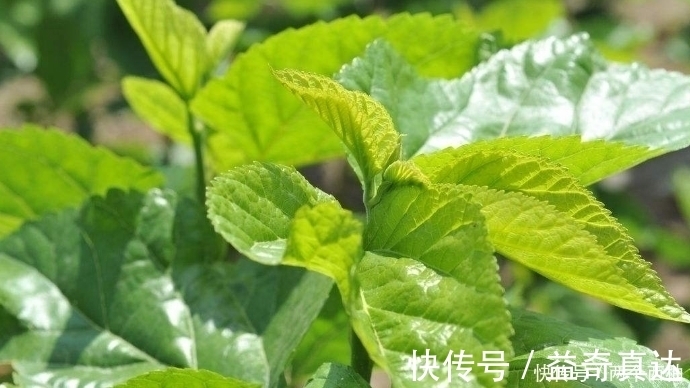桑叶泡水|桑叶泡水太厉害了,男人女人都离不开,现在清楚还不晚