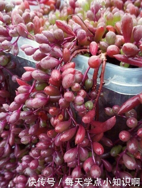 网上有人“跪求”名字的多肉植物,究竟有多美,竟有这般吸引力!