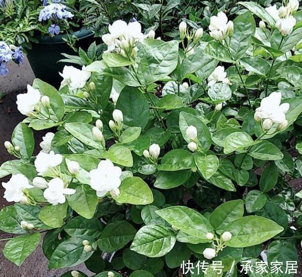 秋天养茉莉?进入“虚弱期”,养壮是关键,明年开花翻一倍